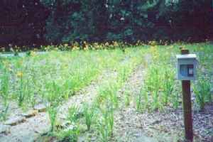 photo (c) Paxworks St Lukes outdoor labyrinth