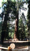 014_12labtree02.jpg (92318 bytes)