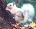 TLS new mascot, the meander tailed squirrel - (c) paxworks